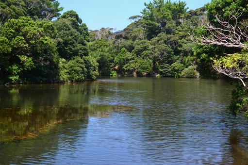 やんばるの静かな湖畔の写真