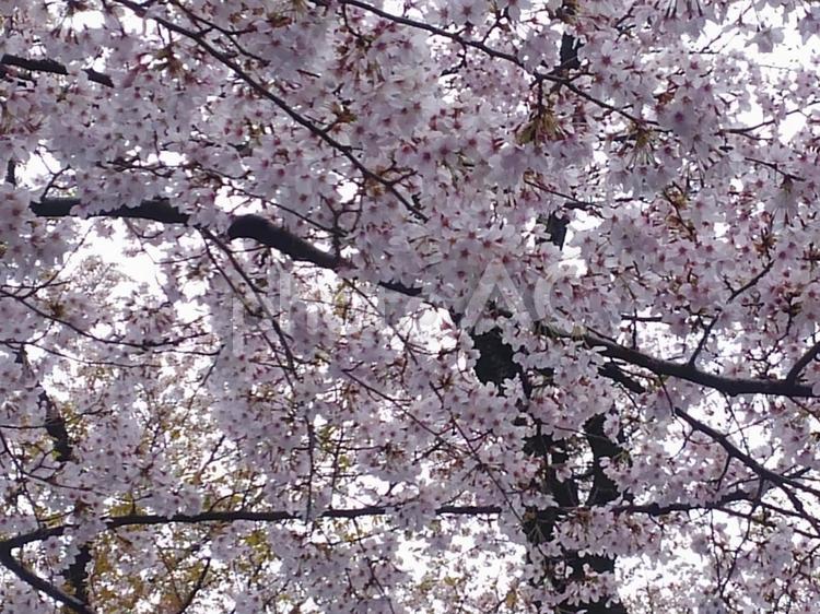 満開の桜の花のクローズアップ 桜,さくら,満開の写真素材