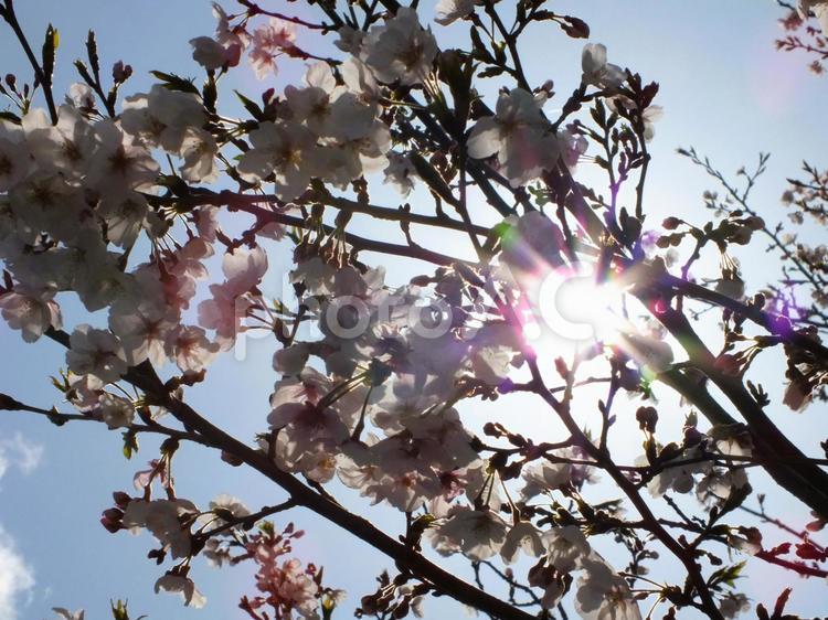 眩しい春の光　櫻花のすき間から 桜,花,太陽の写真素材