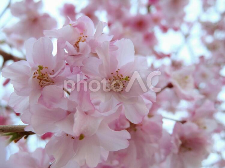 枝垂れ桜 3月,4月,お花見の写真素材
