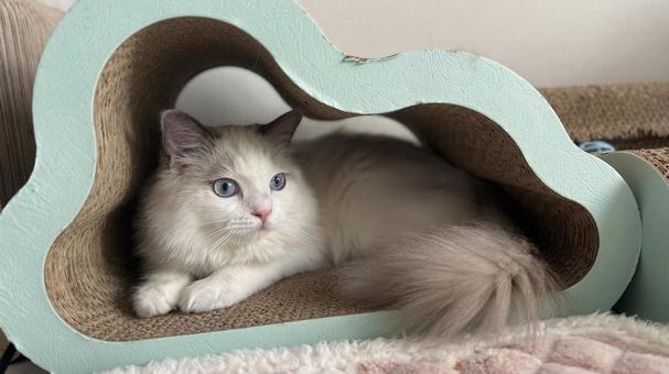 爪とぎの中に入っているラグドールの子猫 猫,ペット,かわいいの写真素材