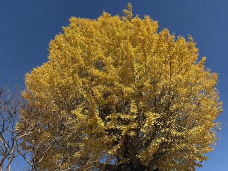大銀杏と青空 銀杏,イチョウ,黄色の写真素材