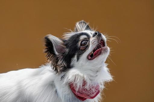 愛らしい表情のチワワ ちわわ,チワワ,犬の写真素材