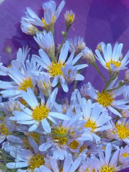 しおんの花束 しおんの花束 フラワー,花束,フラワーアレンジメントの写真素材