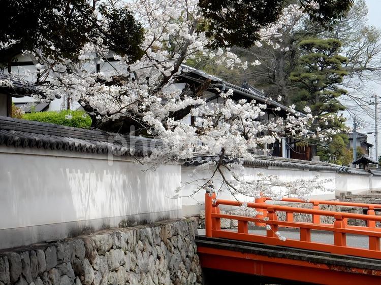 【桜の写真】桜が咲く風景 桜,さくら,サクラの写真素材