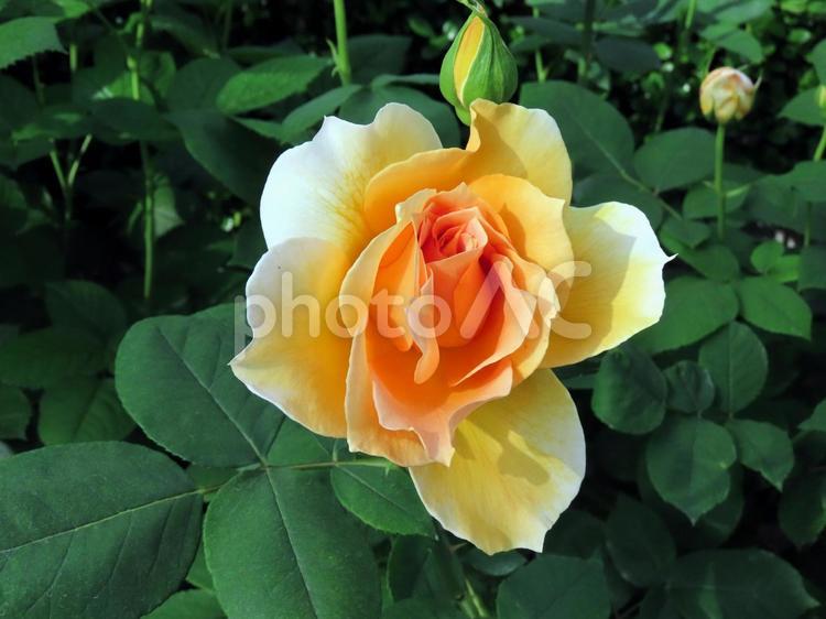 バラ　黄 薔薇,バラ,ばらの写真素材