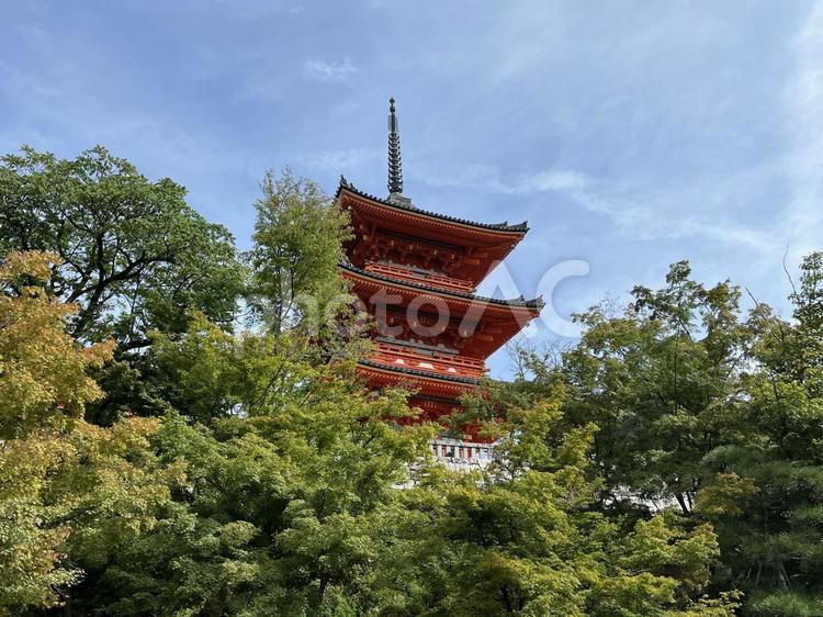 木々の間から見える五重塔 緑,木,森の写真素材