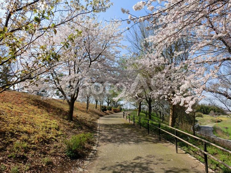 桜が咲いている並木通り サクラ,春,晴れの写真素材