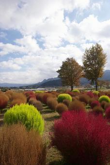 秋の一部 秋,空,壁画の写真素材