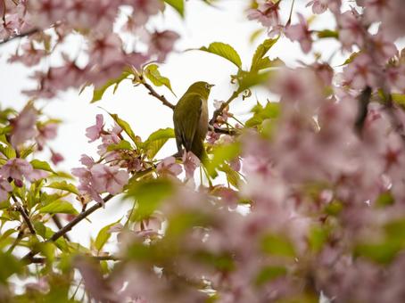 満開のカワヅザクラを眺めるメジロ 満開のカワヅザクラを眺めるメジロの写真