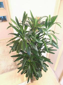 大型観葉植物　グローカル　10号鉢　特大 大型観葉植物,グローカル,観葉植物の写真素材