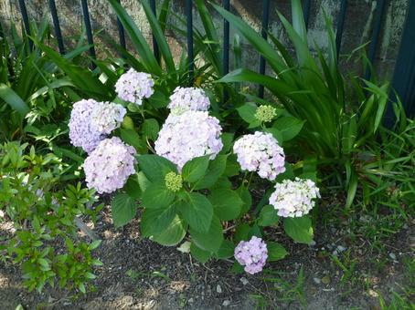 花壇の鉄柵を後ろに開花したアジサイ 花壇の鉄柵を後ろに開花したアジサイの写真