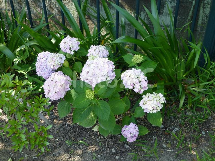 花壇の鉄柵を後ろに開花したアジサイ アジサイ,花,植物の写真素材