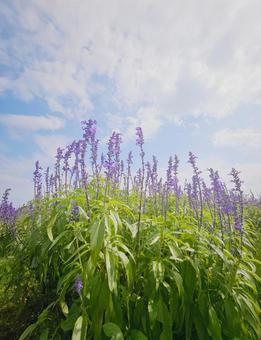 花の絨毯 花の絨毯の写真