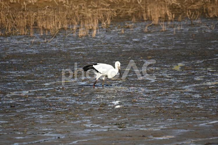 水を抜いた池で餌を探すコウノトリ コウノトリ,野鳥,池の写真素材