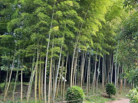 真夏の竹林(所沢航空記念公園・日本庭園) 真夏の竹林(所沢航空記念公園・日本庭園)の写真