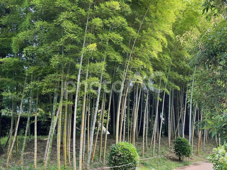 真夏の竹林（所沢航空記念公園・日本庭園） 竹林,日本庭園,所沢航空記念公園の写真素材