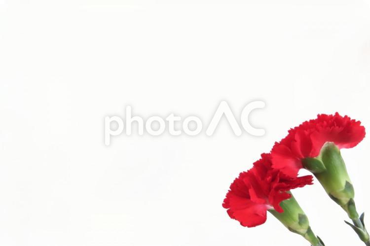 カーネーション　母の日メッセージカード カーネーション,母の日,花の写真素材