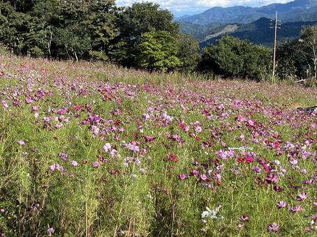 コスモス畑 花,花畑,コスモスの写真素材