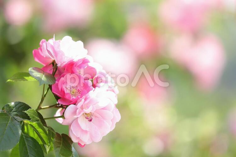 ピンクの薔薇６ 薔薇,ピンク,コピースペースの写真素材
