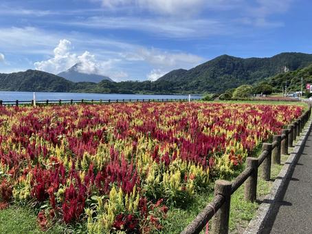 開聞岳 池田湖 ケイトウ 開聞岳 池田湖 ケイトウ ケイトウ,開聞岳,池田湖の写真素材