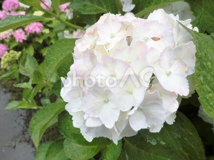 植物_白の紫陽花の花(あじさい) アジサイ,あじさい,紫陽花の写真素材