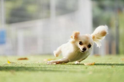 ドッグランで高速ターン(ミックス犬) ドッグランで高速ターン(ミックス犬)の写真