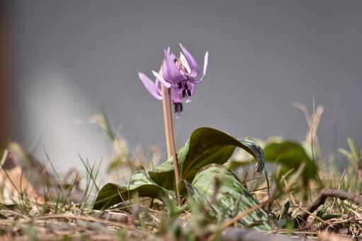 カタクリの花 カタクリの花の写真