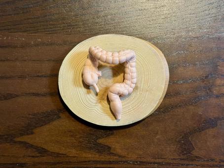 大腸のイメージ 鑑定,調査,点検の写真素材