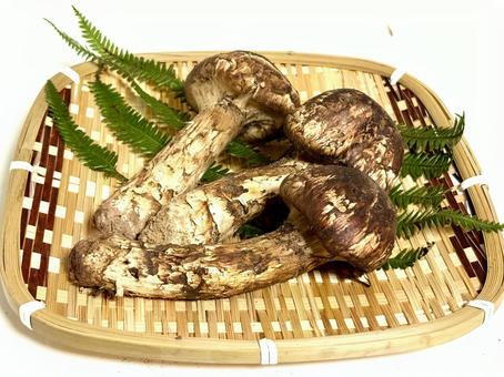 松茸 松茸,きのこ,食べ物の写真素材