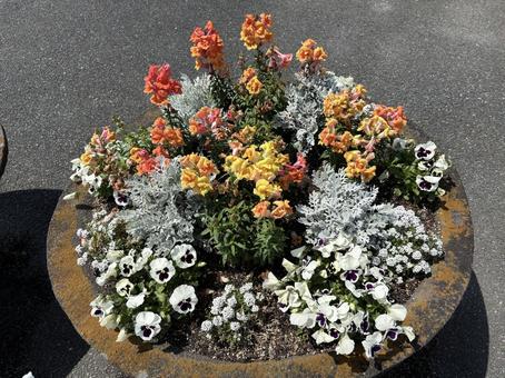 Viola planting, JPG