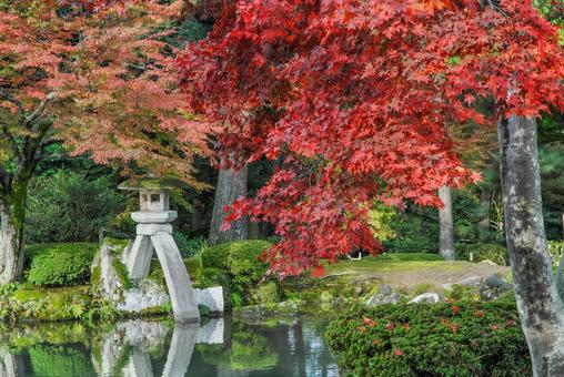 兼六園の紅葉とことじ灯籠（石川） 兼六園,庭園,日本庭園の写真素材