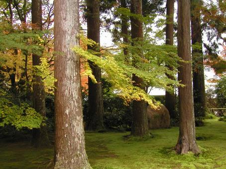 京都　大原 京都市,左京区,秋の写真素材