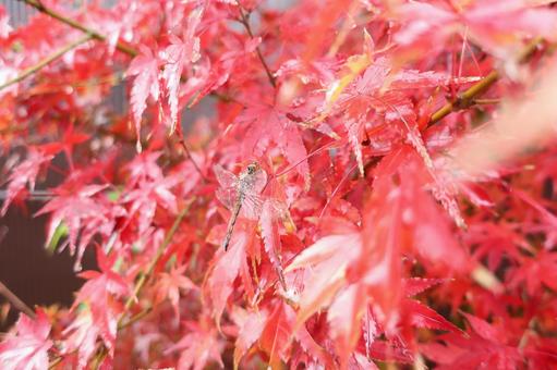 楓にとまったとんぼ 秋,晩秋,紅葉の写真素材