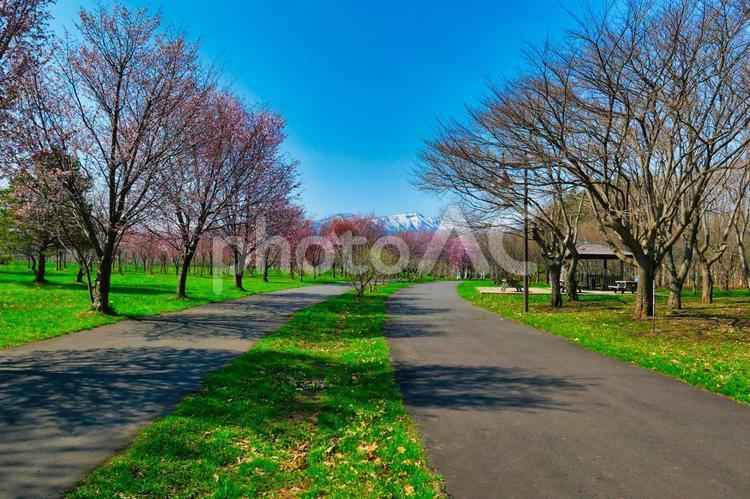 春の前田森林公園 春,前田森林公園,手稲山の写真素材