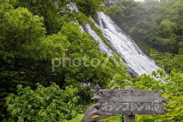 知床ウトロのオシンコシンの滝 知床,ウトロ,オシンコシンの滝の写真素材
