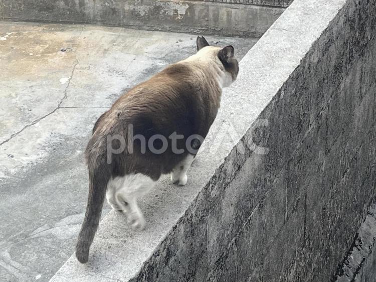 近づきたいのに逃げられる 野良猫,猫,catの写真素材
