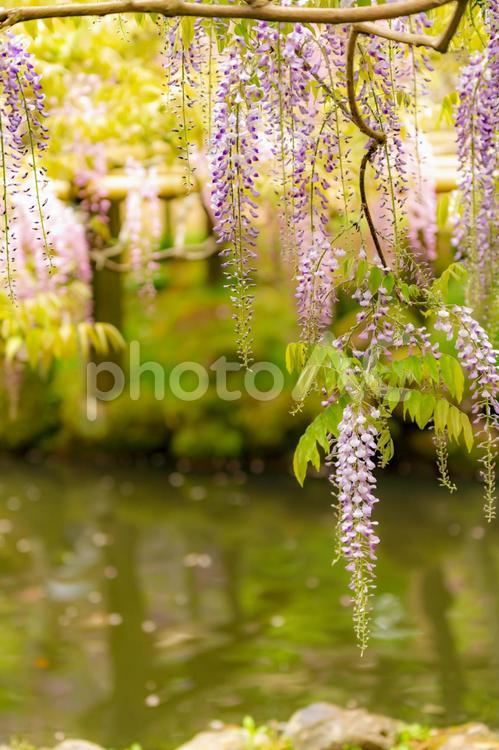 奈良　春日大社の藤の花3 藤,藤の花,ふじの写真素材