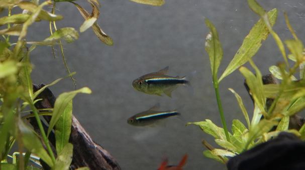 熱帯魚 熱帯魚の写真