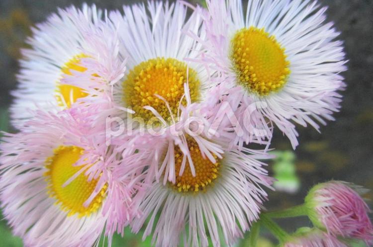 ハルジオンの花 ハルジオン,花,植物の写真素材