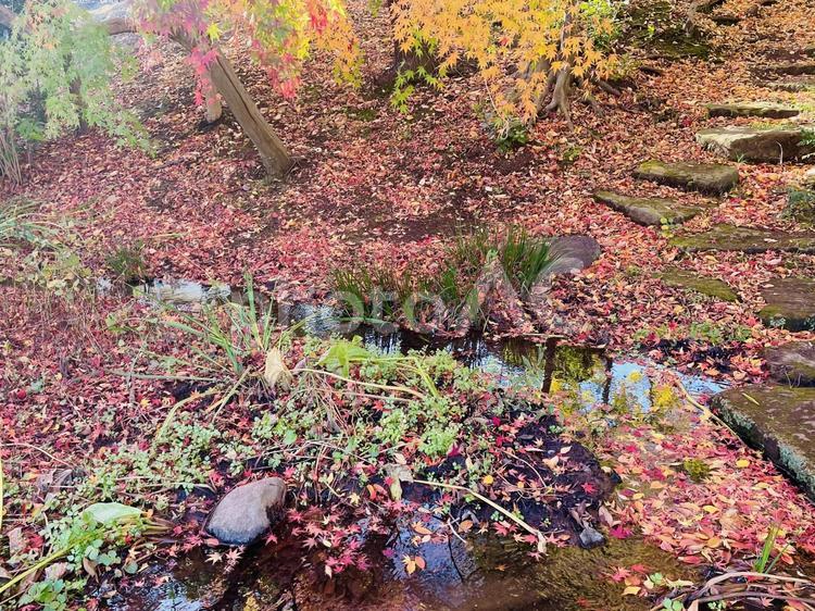 木漏れ日の中の紅葉とせせらぎ2 屋外で,色とりどりの,鮮やかの写真素材