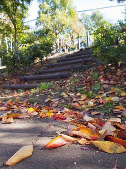 公園の階段 公園の階段の写真
