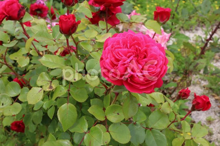 バラ園に咲く赤い薔薇を撮りました 花,薔薇,自然の写真素材