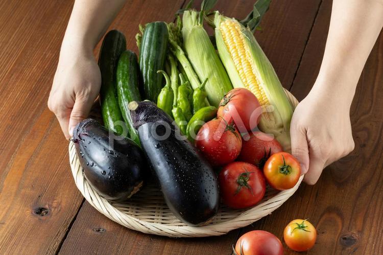 カゴに盛られた新鮮な夏野菜 夏野菜,野菜,収穫の写真素材