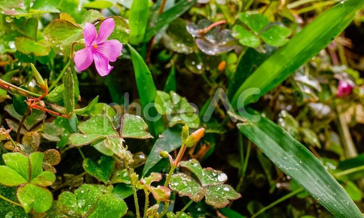 イモカタバミと水滴がついた葉 イモカタバミ,カタバミ,水滴の写真素材