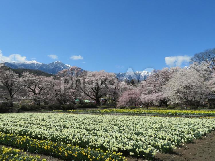 山梨県からみた南アルプスと青空 南アルプス,山脈,雪山の写真素材