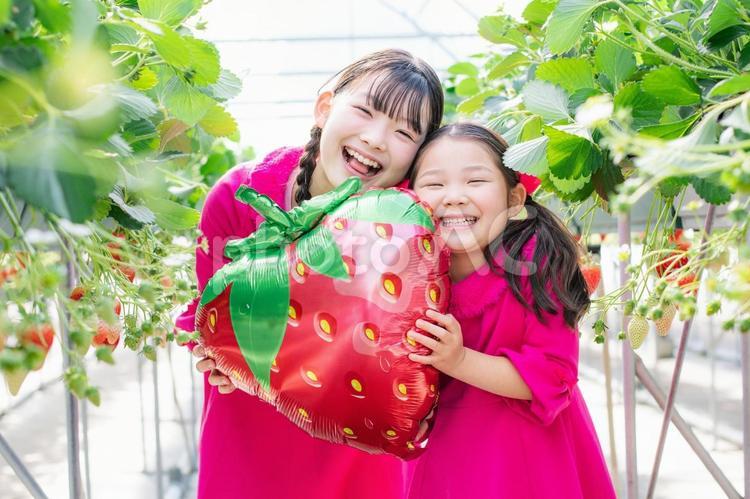いちご狩りをする子供たち いちご狩り,いちご,笑顔の写真素材