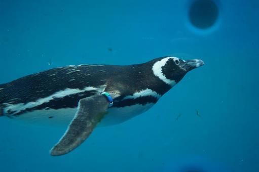 水族館 ペンギン 泳ぐ 水族館 ペンギン 泳ぐ の写真