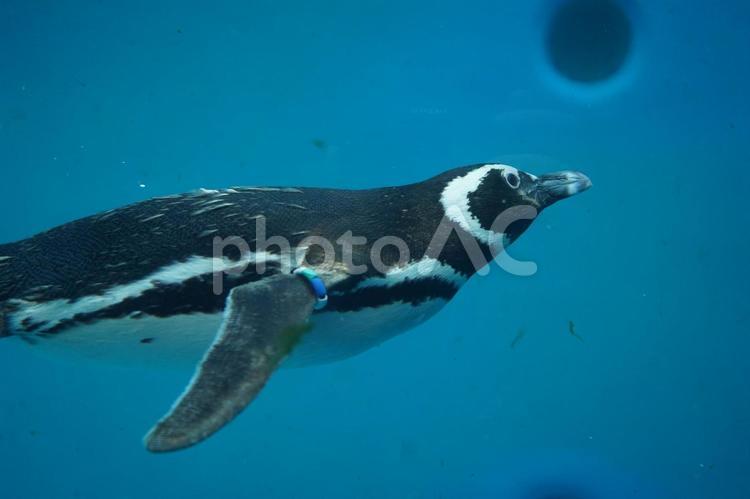 水族館　ペンギン　泳ぐ　 水族館,カワイイ,ペンギンの写真素材