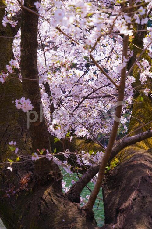 井の頭公園の満開の桜 桜,井の頭公園,満開の写真素材